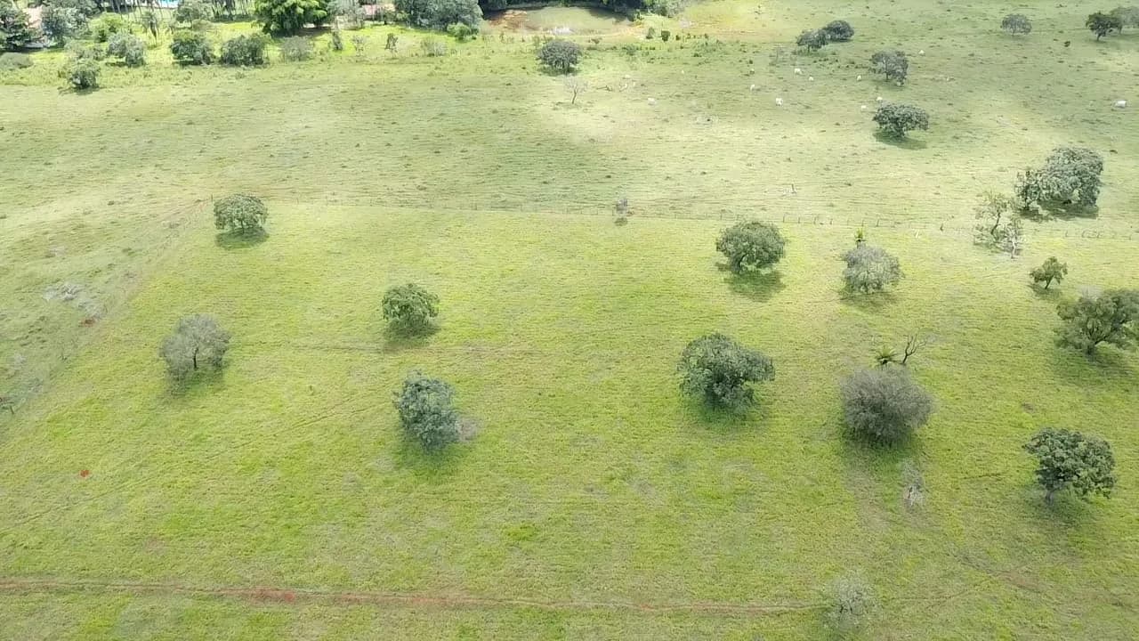Pasto, árvores e o gado ao fundo