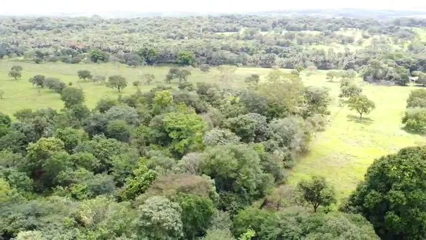 Bosque e ILPF: foto real da Fazenda Vau das Pombas